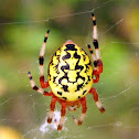 Marbled Orb Weaver Spider