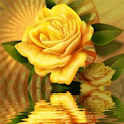 Yellow Rose Reflecting logo