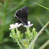 Horace's Duskywing Butterfly