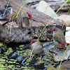 Red-browed Finches & Grey Fantail
