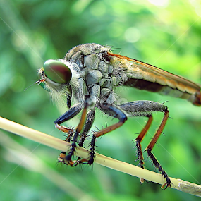 Cool Robber by Sengkiu Pasaribu - Instagram & Mobile Other