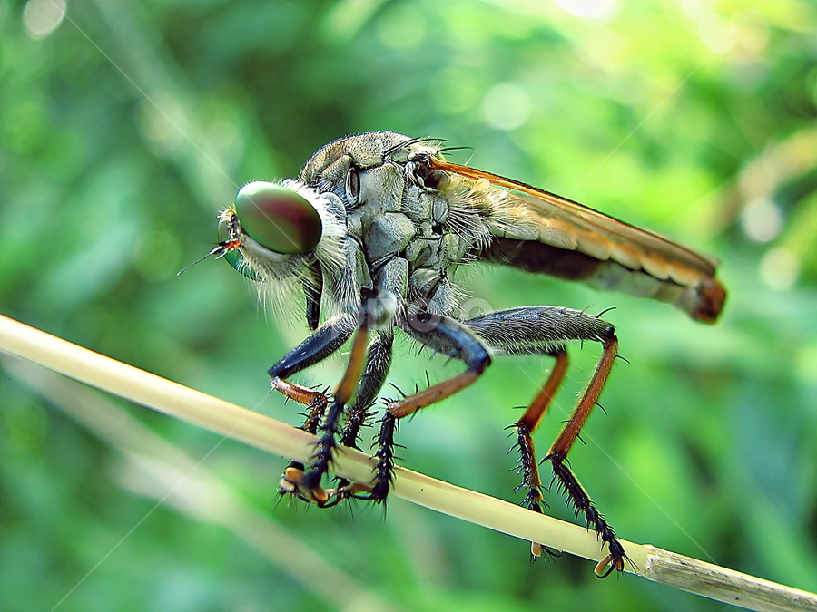 Cool Robber by Sengkiu Pasaribu - Instagram & Mobile Other