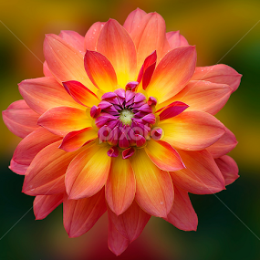 Dahlia by Carl Sieswono Purwanto - Flowers Single Flower
