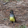 Great Crested Flycatcher