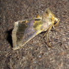 Burnished Brass Moth