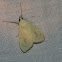 Greenish-Yellow Sitochroa Moth