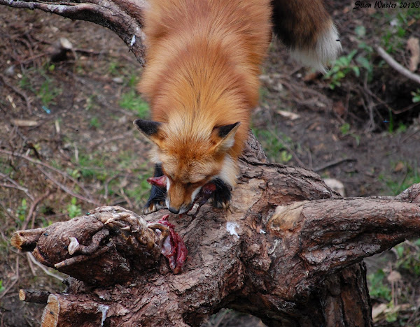 Red Fox | Project Noah