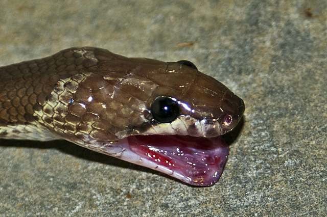 Indian Wolf Snake