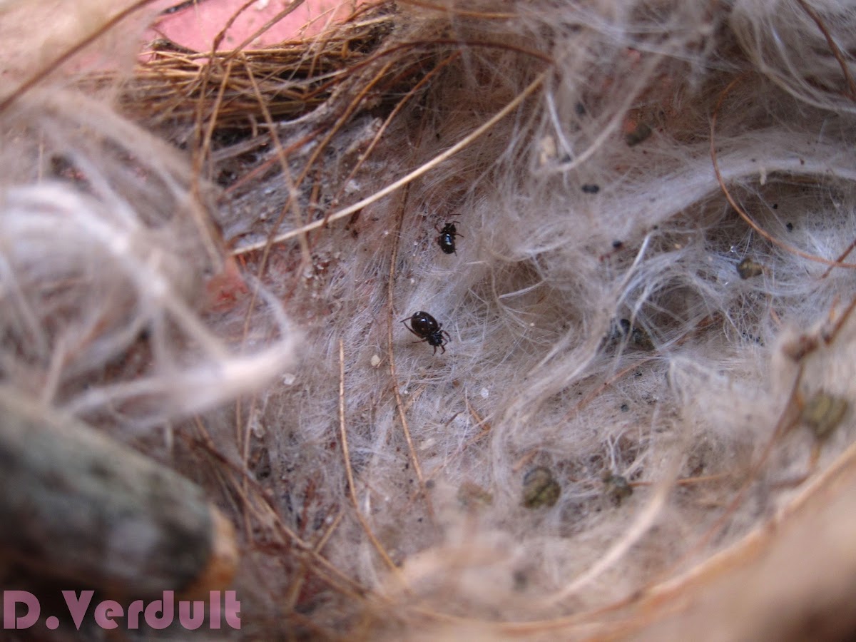 Bird or spider Nest????