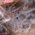 Bird or spider Nest????
