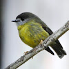 Pale Yellow Robin