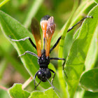 Thread-waisted Wasp