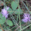 Spotted Knapweed