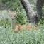 White-tailed Deer (male)