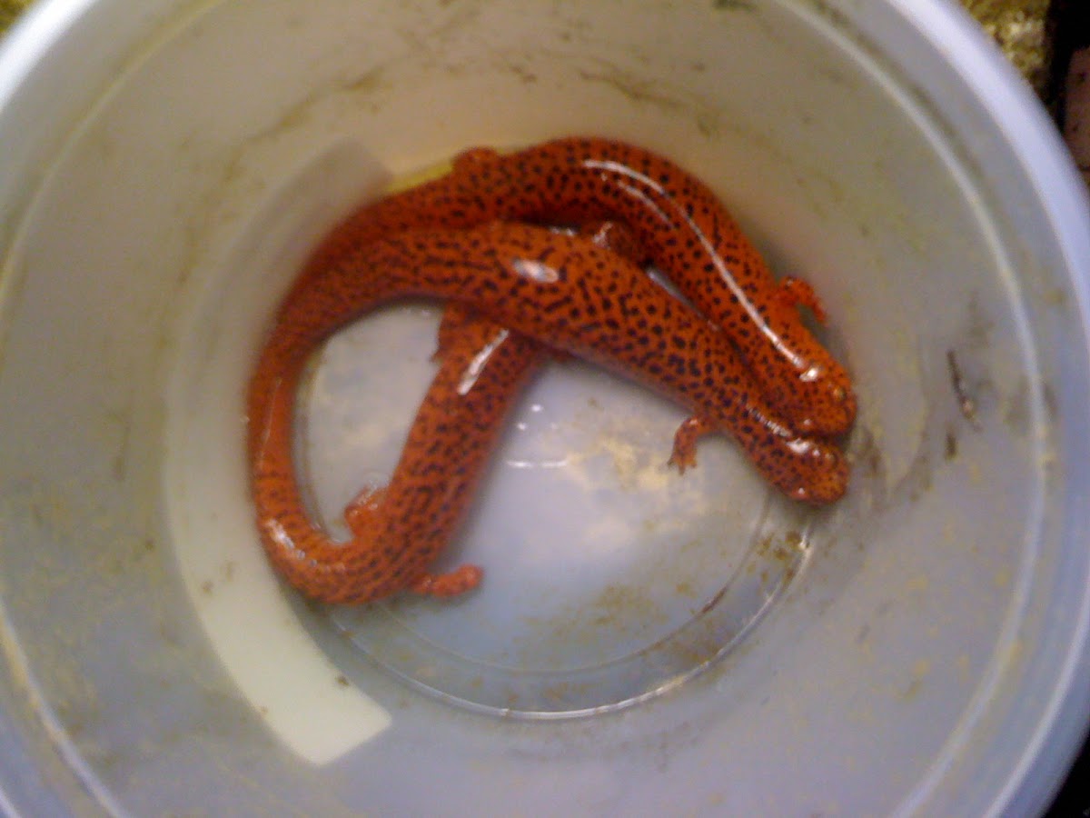 Northern Red Salamanders