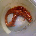 Northern Red Salamanders