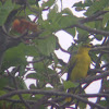 Black-naped Oriole