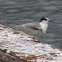 Artic tern (juvenile)