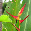 false bird of paradise, lobster claw