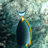 orange spine unicornfish (Naso Tang)