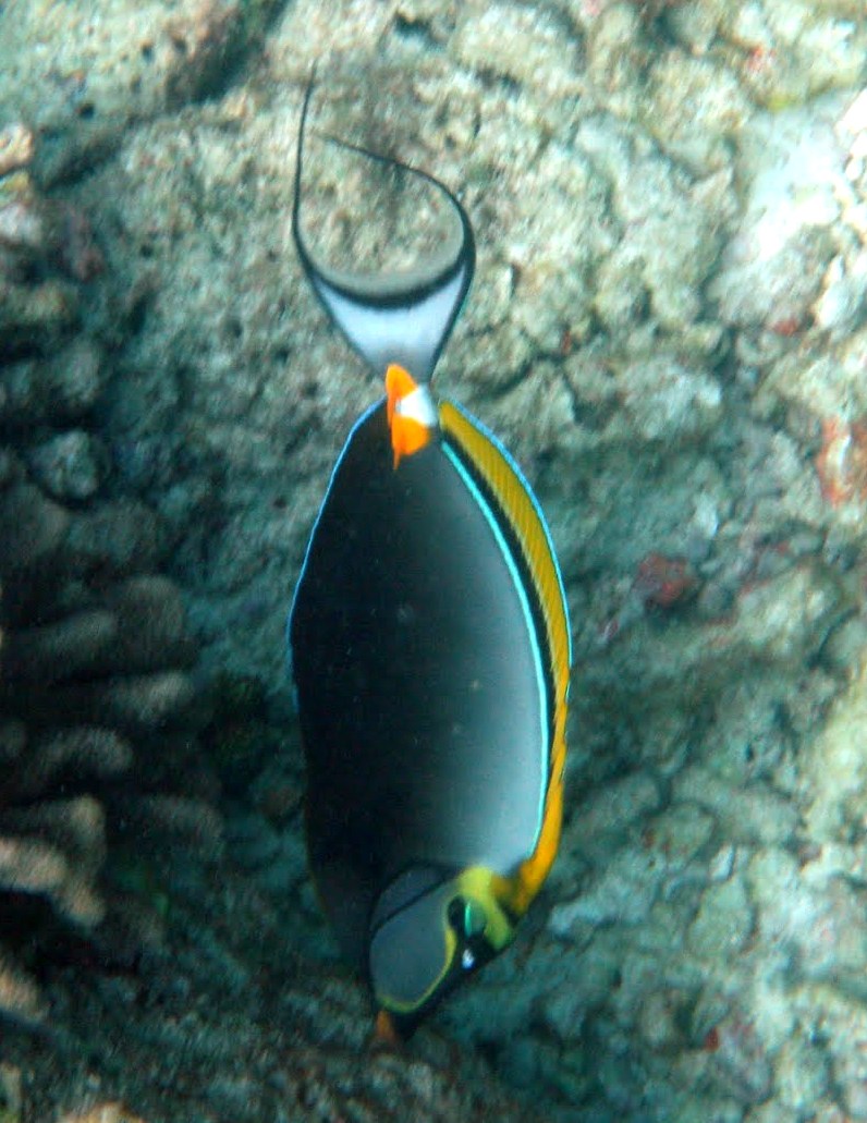 orange spine unicornfish (Naso Tang)