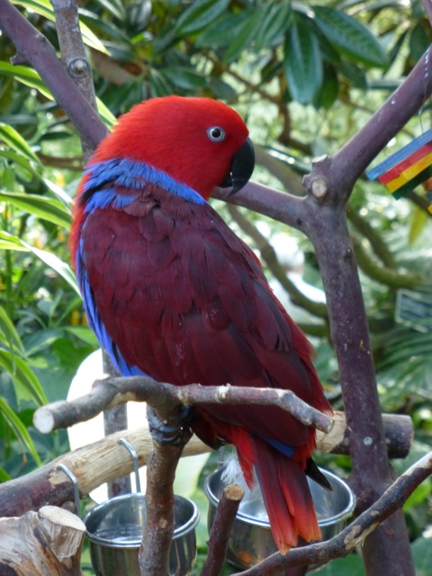 Eclectus Parrot (female)