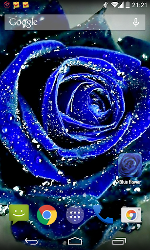 Blue Rose Live Wallpaper