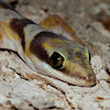 Northern Velvet Gecko (Jv)