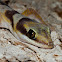Northern Velvet Gecko (Jv)