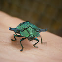 Tortoise Beetle