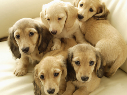 Download Animal Selfie APK for Android