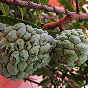 custard apple by Venkat Krish - Nature Up Close Gardens & Produce