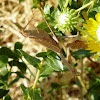California Mantis (Female)