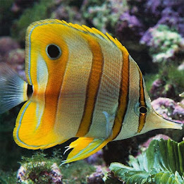 Fish Jigsaw Puzzles poster 4