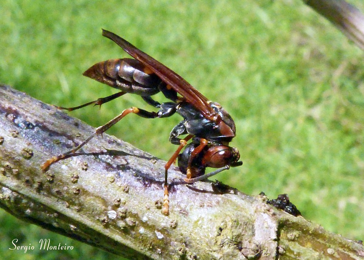 Marimbondo, vespa (Wasp)