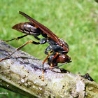 Marimbondo, vespa (Wasp)