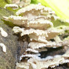 Split-Gill Fungus