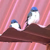 Blue-and-white Swallow