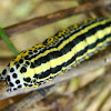 Caterpillar / Gusjenica