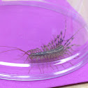 House Centipede