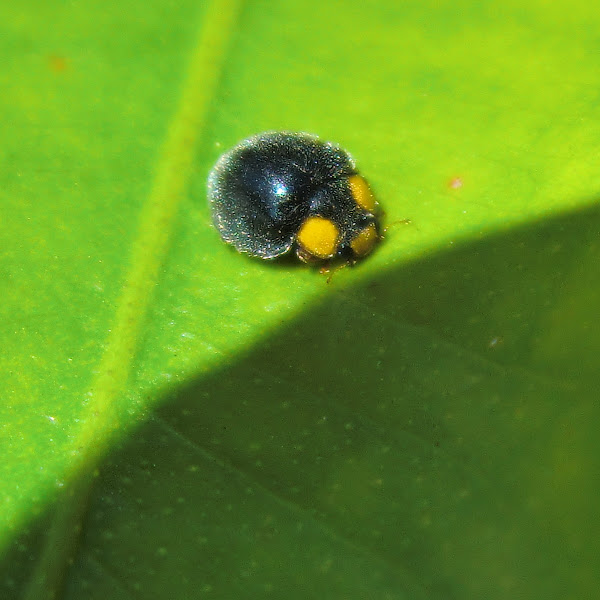 Yellow Shouldered Ladybird Project Noah