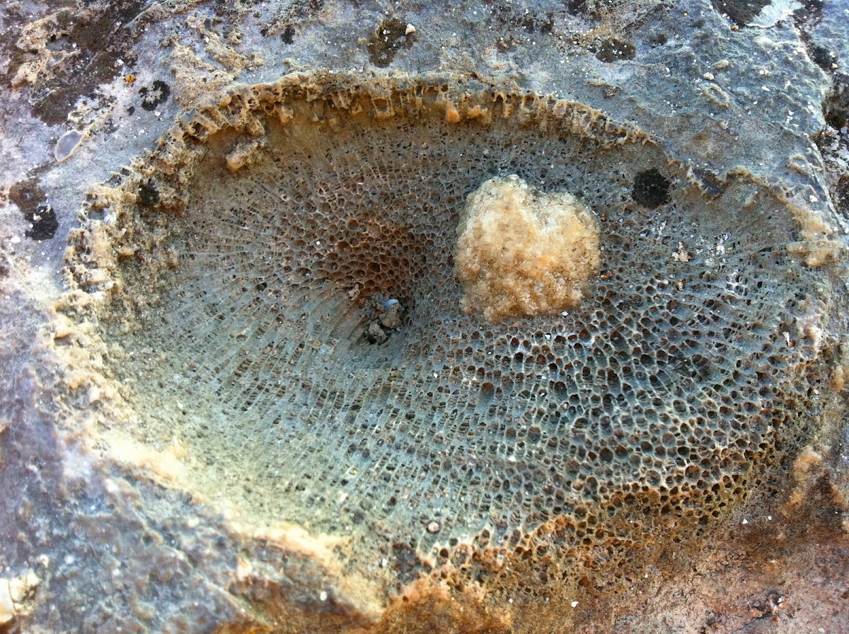 Honeycomb coral fossil