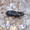 Horned Passalus Beetle