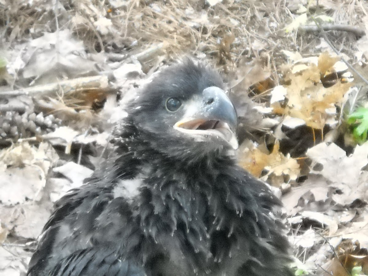 Bald Eagle (baby) Project Noah