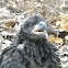 Bald Eagle (baby)