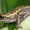 Yule Island Tree Frog
