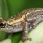 Yule Island Tree Frog
