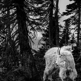 Montana Mountain Goat by Mark Smith - Animals Other Mammals