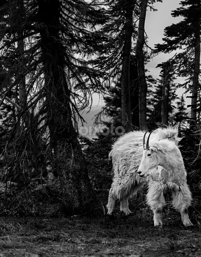 Montana Mountain Goat by Mark Smith - Animals Other Mammals