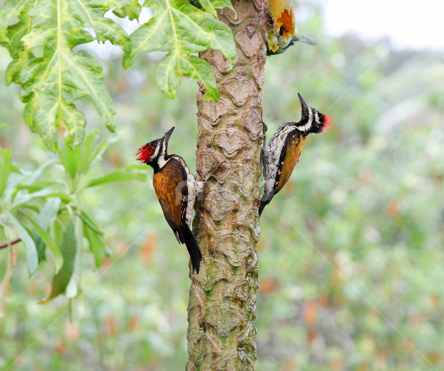 Woodpicker by Reghunath Kr - Animals Birds